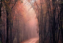 山木自寇指代表是什么生肖，标准成语答案解析