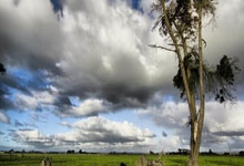 山木自寇指代表是什么生肖，标准成语答案解析